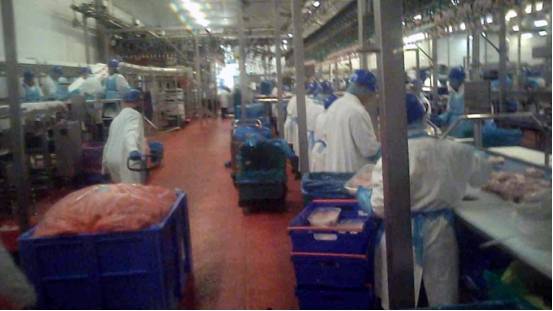 英媒卧底英国最大家禽加工厂,,揭秘 毒鸡肉 黑幕